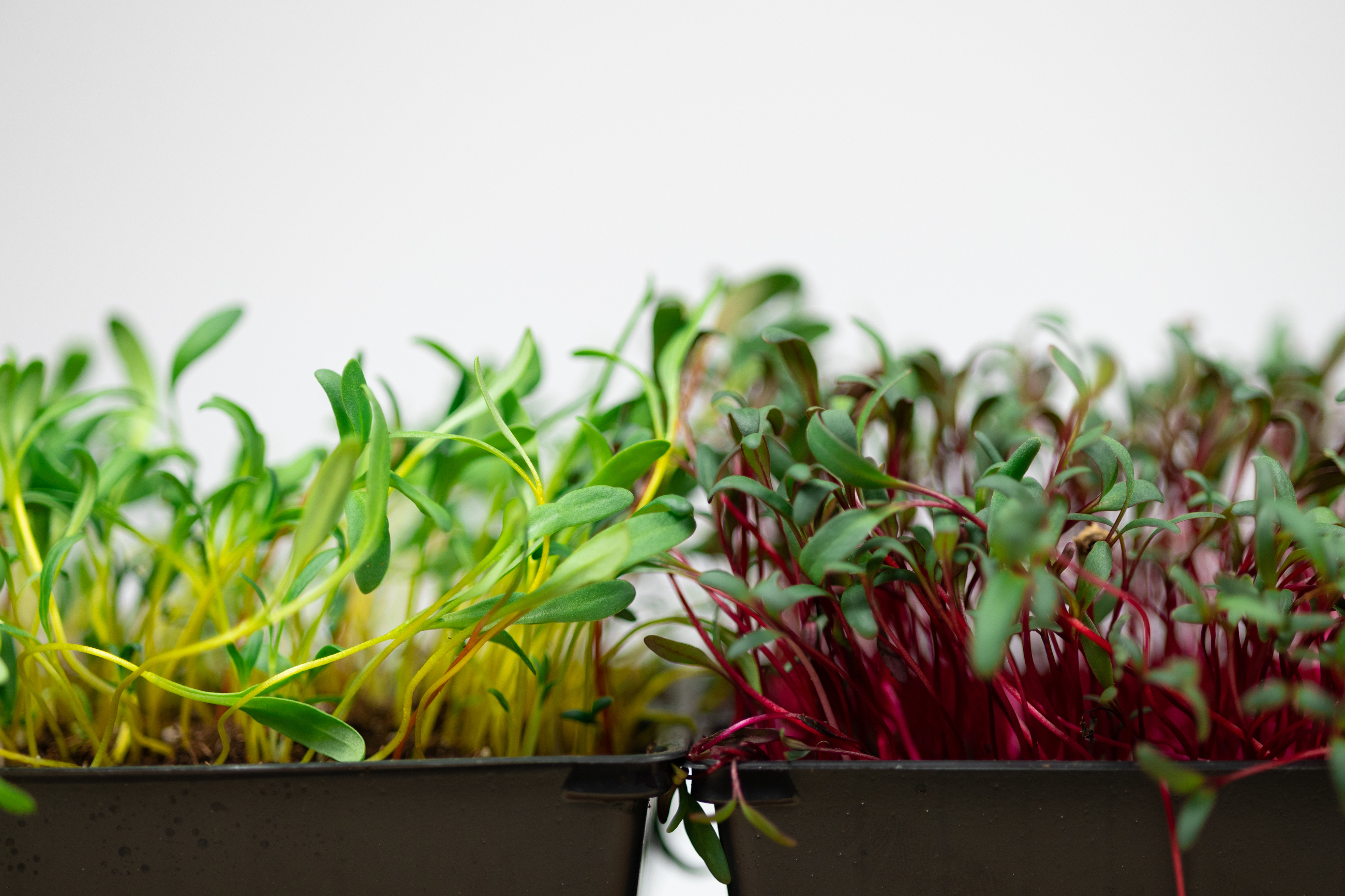 Grün & Würzig Microgreens Farm - Anbau, Herstellung, Anbieter und Handel für Kresse und Blüten